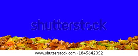 isolated colorful golden red orange autumnal tree leaves on the ground - for foreground - blue screen