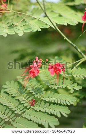 Picture of flower Caesalpinia pulcherrima also known as
peacock flower, red bird of paradise, Mexican bird of paradise.