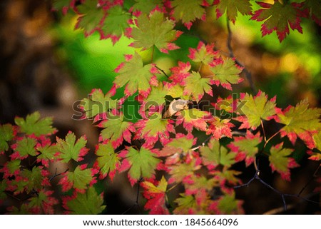 Autumn in forest - maple leaves in sunlight.