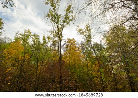 beautiful autumn forest with clouds background
