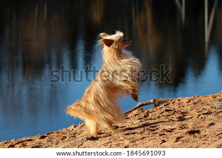 A Ktai crested downy dog ​​stands on its hind legs on the sand against the background of water. Long-haired small dog of bronze color on hind legs.
