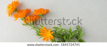 orange marigold flowers on a light background