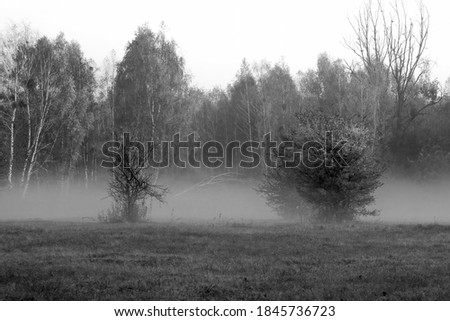 Thick fog in the meadow near Warsaw, Poland. The silhouettes of the bushes and the trees in the forest are blurred due to the mist which rises above the field.