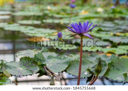 Beautiful blue water lily flowers taken in a Japanese park