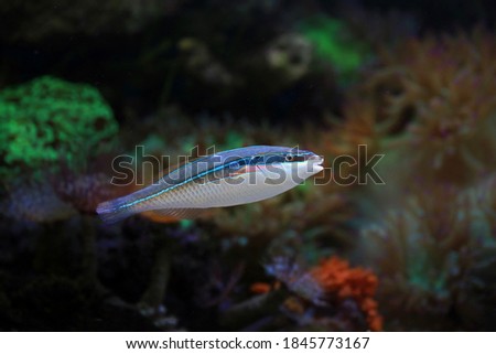 blue and white marine fish at coral reef