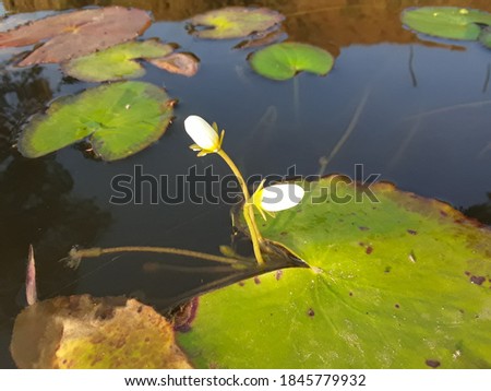 White lotus bud.and lotus green leaf leaves plant of the Indian water pond picture