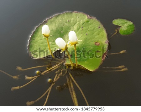White lotus bud.and lotus green leaf leaves plant of the Indian water pond picture