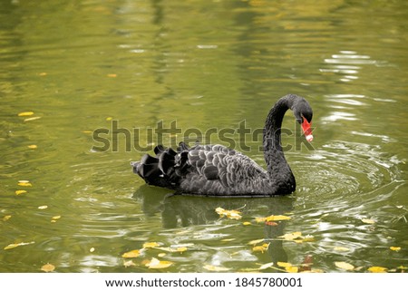Black swan swims in the autumn pond. Looking for food underwater. Wildlife concept