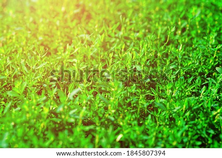 Natural background. Green grass close up. Blank backdrop for screensaver