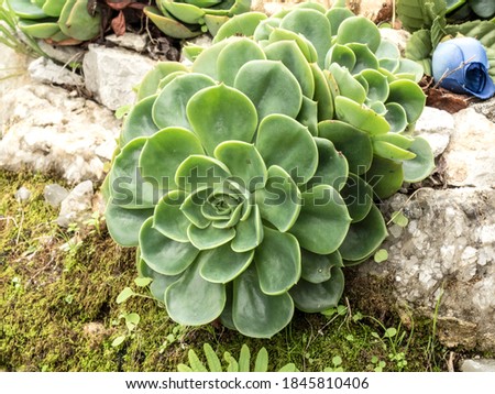 Echeveria succulent plant in its splendid forms