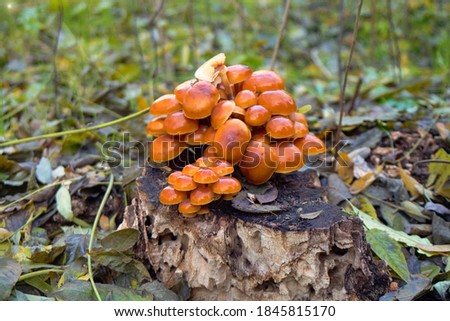 Wild mushrooms growing in the autumn forest  Royalty-Free Stock Photo #1845815170