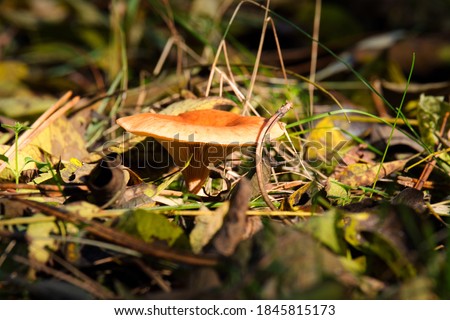 Wild mushrooms growing in the autumn forest  Royalty-Free Stock Photo #1845815173