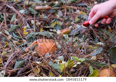 Wild mushrooms growing in the autumn forest  Royalty-Free Stock Photo #1845815179