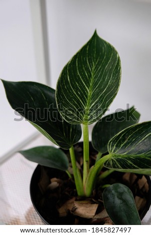 Selective focus, blurry of tropical 
Philodendron Birkin plant with white stripes on dark green leaves on a rack in the terrace.