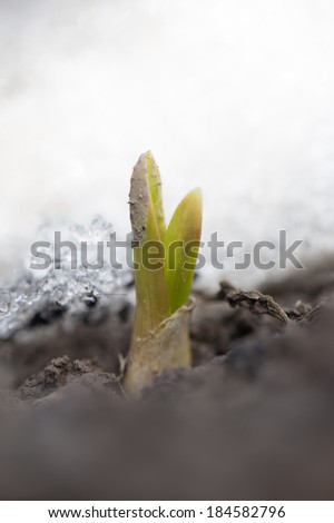 Escape small garlic after snow. macro