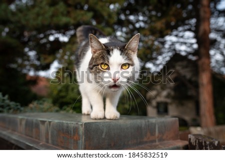 Portrait of a beautiful white grey cat standing