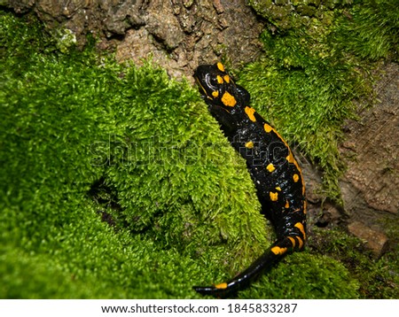 Closeup of a beautiful fire salamander (Salamandra salamandra) in the forest, Wachau (Austria)