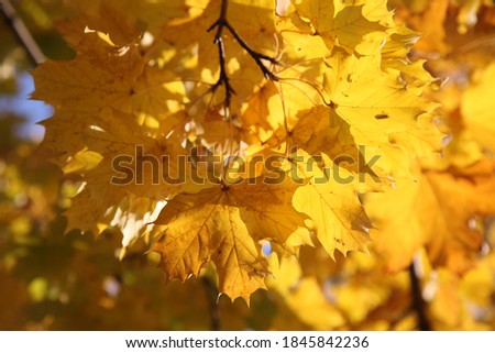 Maple tree with golden leaves in autumn. Yellow maple leaves on the sun