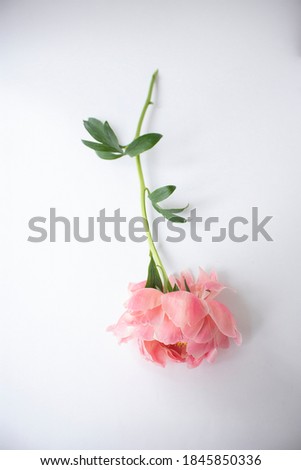 An isolated peony flower on the white background.