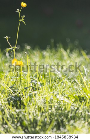 green grass and a yellow Meadow buttercup with morning dew after the rain in the sunlight with nice bokeh background