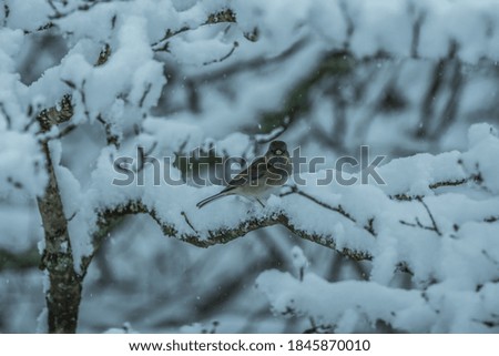 Looking through a window at a small bird staring back with the snow falling while the bird is perched on the snow covered tree branch during a snowstorm in wintertime