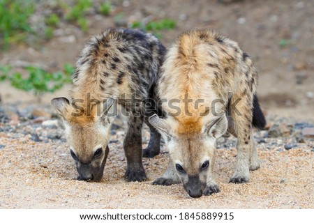 Hyenas by the road, two African hyenas