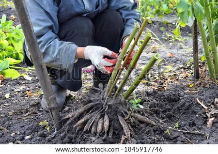 
The gardener signs the varietal plants. Work in the garden with perennial flowers. Dahlia roots with earth. Transplanting flowers in the beds.