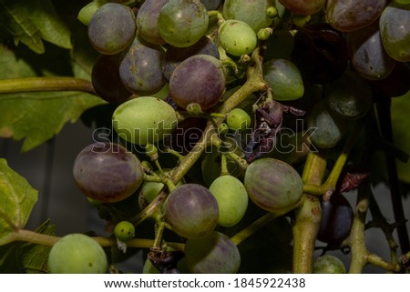A closeup picture of grapes on a vine branch. Dark background. Picture from Scania county, Sweden