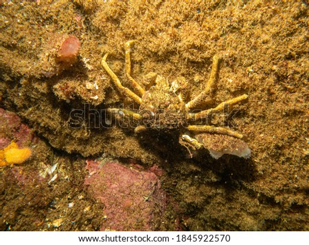 A closeup picture of a European spider crab on a wall. Picture from the Weather Islands, Skagerack Sea, western Sweden