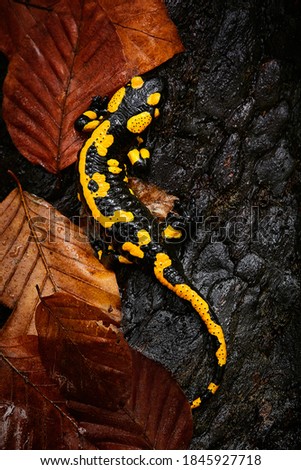 Fire salamander salamandra salamandra, poisoned amphibian. Wildlife scene from Czech Republic. Animals in natural environment.