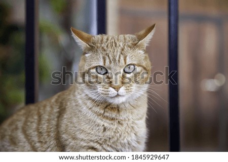 Orange tabby cat in street, domestic animals and pets, friend
