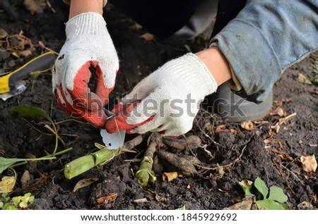 The gardener signs the plant varieties. Breeding cultivated flower species. White garden labels. Royalty-Free Stock Photo #1845929692