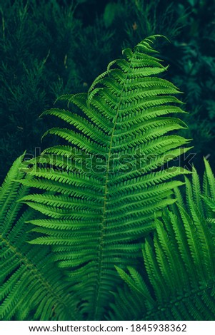 Green leaves background. Beautiful green natural texture