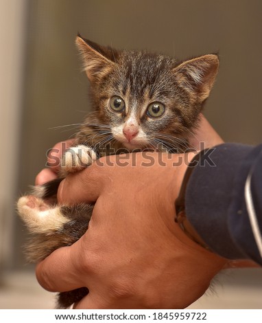 small fluffy brown with white kitten in hands