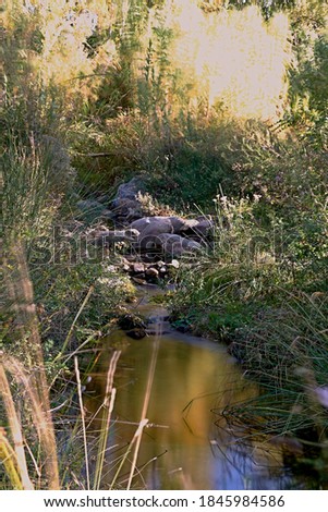 Small mountain river in sunny day, long exposure, silk effect