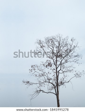 Picture of a dry tree
