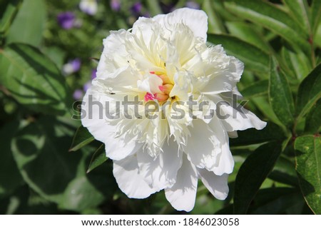 Siberian garden. Snow-white petals of the peony flower. Peony (Latin: Paeónia) is a genus of herbaceous perennials and deciduous shrubs (tree peonies).