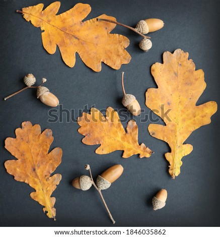 autumn oak leaves and acorns on black background
