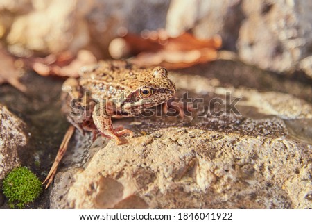 A frog, Slightly blurred in the sunlight, sits on light-colored rocks.