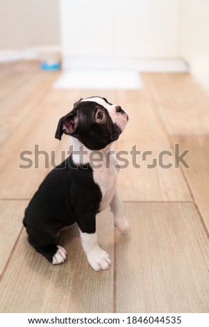 Cute black and white Boston Terrier puppy sitting on a wooden kitchen floor with its paw slightly raised. She is looking up, waiting for food. Shallow focus, slight motion blur. 