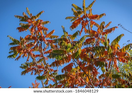 Image of autumn bright orange-red leaves in Abruzzo mountains in Italy