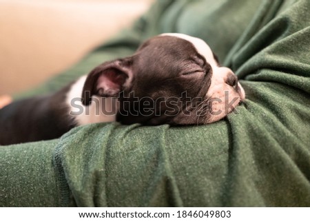 Boston Terrier puppy asleep with its head on the arm of its owner. 