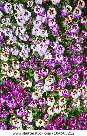 Purple and yellow shade pansy flowers growing in flowerbed. Nature background.