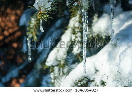 Winter landscape - snow and icicles on spruce branches sparkle in the rays of the bright sun