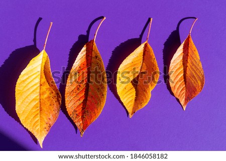 Cherry tree leaves on purple background under strong sunlight