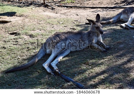  Wild grey kangaroo resting in Queensland, Australia