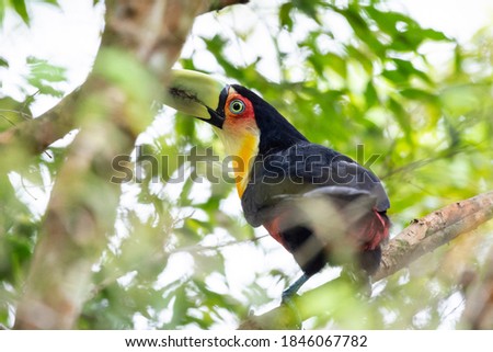 Beautiful red, black and yellow colorful tropical bird on green tree