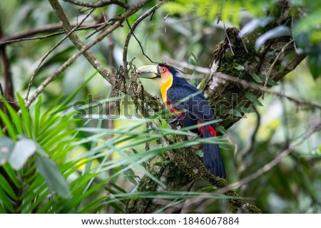 Beautiful red, black and yellow colorful tropical bird