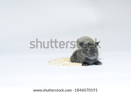 Baby Bunny Sitting by a Teacup With Pearls