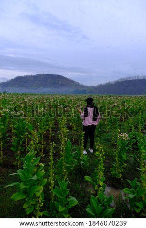 Flowering tobacco farming and green scenery